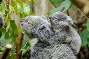 koala and her baby on a tree