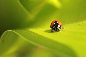 Ladybug Coccinella