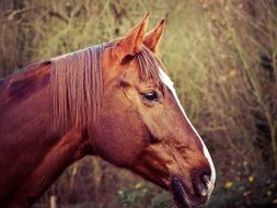 portrait of a brown horse outdoor