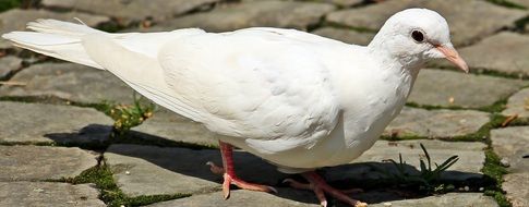 white pigeon on the pavement