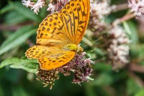 orange tiger butterfly