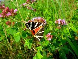 Russian Bear moth on purple flowers