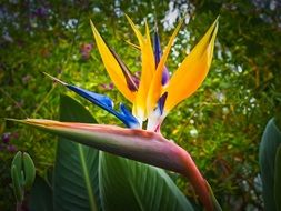 bright flower like a bird of paradise