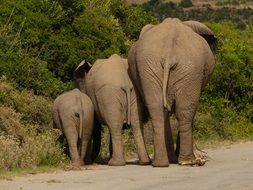 three elephants on a road in a national park in africa