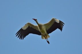 elegant stork in the flight