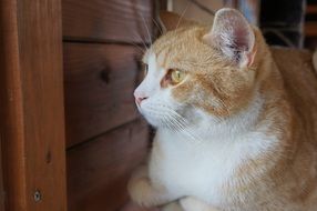 home cute ginger white cat