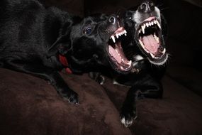 two black dogs with sharp teeth