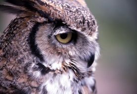 furry great horned owl