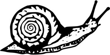 drawing of a garden snail