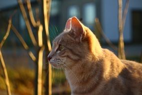 Cat Autumn Mackerel