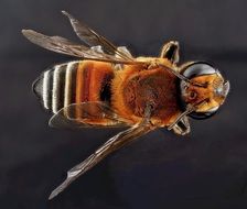 closeup of a halictus bee