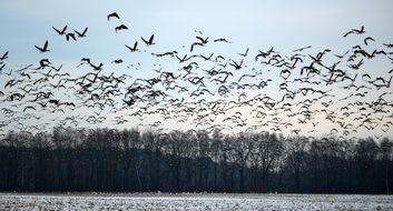 flock of wild geese in wildlife