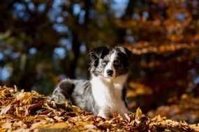 Australian Shepherd Dog laying in autumn leaves