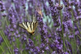 cute lovely Butterfly