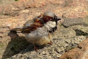 Young sparrow bird