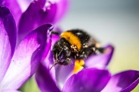 Hummel sits on the flower in spring