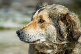 portrait of a street dog in Turkey