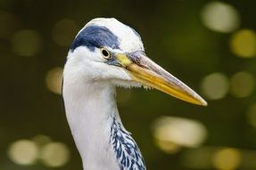 portrait of a great blue heron
