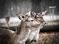 wild roe deer in the winter forest