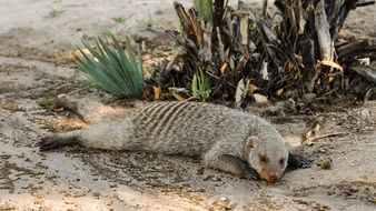 sleeping funny banded mongoose in the shadow