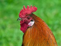 brown rooster with a red crest on a farm