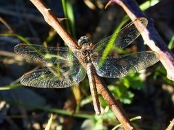 dragonfly with shiny wings on a branch