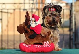 cute Yorkshire Terrier stands next to a Christmas toy