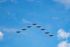 crane birds migration over Sri Lanka