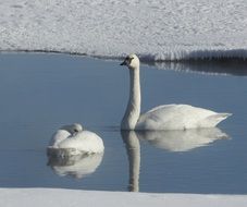 Swimming trumpeter swans in the river