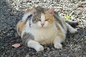 fat lazy cat on pebbles