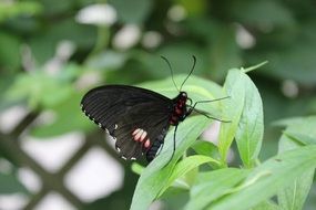 black butterfly on a plant