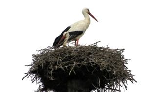 white storks bird in the nest