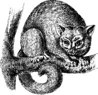 black and white drawing of possum on a tree branch