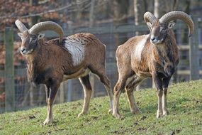 Mouflons in wildlife