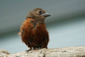 portrait of Tropics Exotic Madagascar Bird