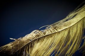 Strauss feather structure macro photo