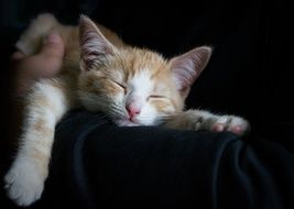 sleeping young cat