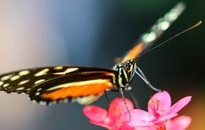 wild butterfly on the pink flower