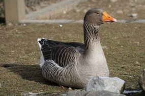 Goose in South Africa