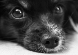 muzzle of a black puppy