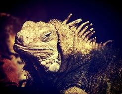 scaly green lizard head