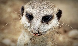 magnificent Meerkat Animal