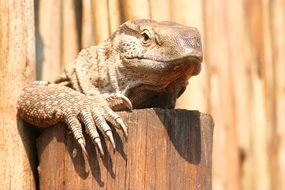 Lizard closeup on blurred background