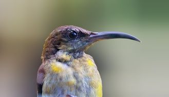 beautiful bird with a big beak