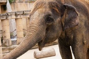 young Asian elephant in zoo