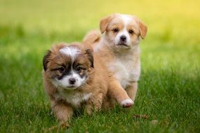 cute small baby animal