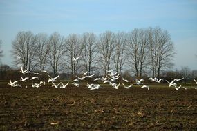 a flock of white swans over a rural field