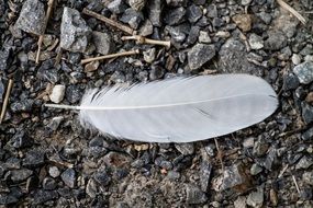 White Birds Feather on stones on the ground close up