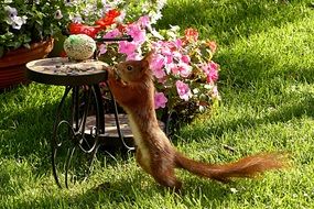 squirrel in the garden on a sunny day