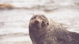 Picture of cute Sea Lion